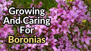 Growing and Caring for Boronias  Tips for Beautiful Boronias Australian shrubs [upl. by Odranreb]