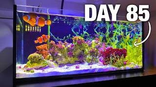 I Transformed my Nano Reef Tank [upl. by Dani401]