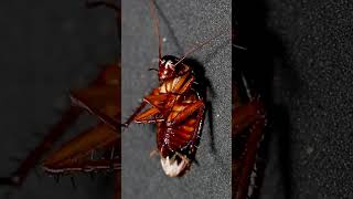 HissingScurrying American Cockroach  Cockroach sound effects  Roach sound effect [upl. by Scandura]