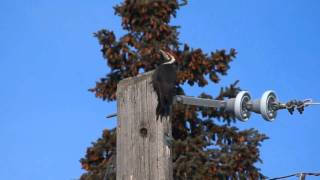 Pileated Woodpecker and Rare communication with mate [upl. by Ayerim790]