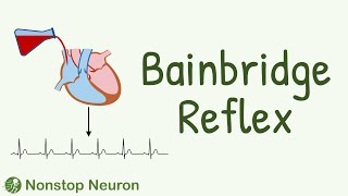 Bainbridge Reflex  How Increased Atrial Pressure Increases Heart Rate [upl. by Sackman]