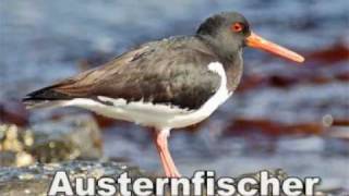 Tierstimmen im Wattenmeer [upl. by Charleen414]