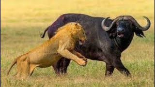 A herd of Buffalo fought off a congener from a pride of Lions shortvideo [upl. by Stevenson]