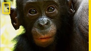 Things You Probably Didnt Know About Cute Bonobos  National Geographic [upl. by Erida]