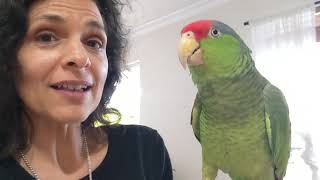 Amazon Parrots 🦜 Do They Make Great Talking Cuddly Pets [upl. by Ulric]