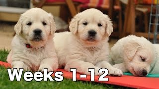 Golden Retriever Puppy Dogs Growing Weeks 112 [upl. by Cathie]