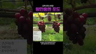 묘목구입문의 01023639829 신지트레이드 루비로망 마이하트 샤인머스켓 바이올렛킹 홍주 레드클라렛 홍안 랑만홍옌 낭만홍안 [upl. by Delfeena]