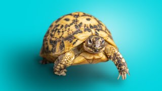 Greek Tortoises An Introdcution to the Subspecies [upl. by Gnek729]