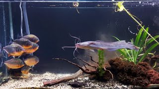 Intense Piranha Feeding Frenzy LIVE Catfish Encounter [upl. by Johnston371]