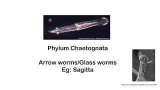 Phylum Chaetognatha Arrow wormsglass worms [upl. by Siskind148]