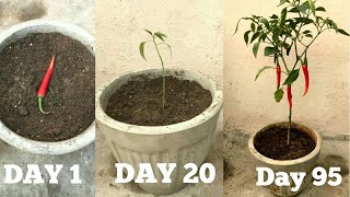 FASTEST METHOD TO GROW CHILLIES AT HOMEBeginning till harvest [upl. by Cassie]