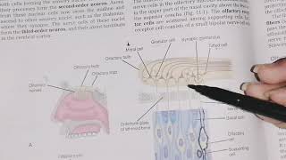 Olfactory Nerve course function and clinical correlate First Cranial Nerve neuroanatomy [upl. by Asilram662]