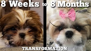 Watch Our Puppy Grow Shih Tzu Transformation [upl. by Elsilrac]