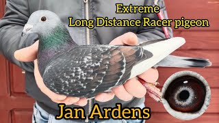 Jan Aarden Racing pigeons Jan Aarden Pigeons Machiel Bujik Kalapati Extreme Long Distance pigeon [upl. by Ellenohs]