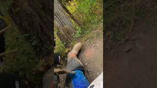 If you’re going to whiskey throttle into a tree the front tire is the best place to hit 🤣 [upl. by Ariane]