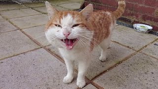 Angry Stray Cat Meows amp Hisses At Me [upl. by Cantu236]