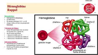 Hemato 05Anémies Hémolytiques congénitales Betathalassémie Dr Abbadi [upl. by Eardnaed696]