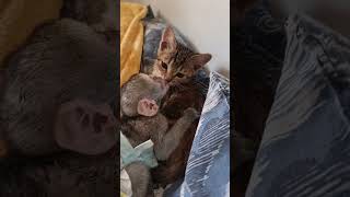 Orphaned Baby Monkey and Kitten Are Inseparable Friends [upl. by Hoo]