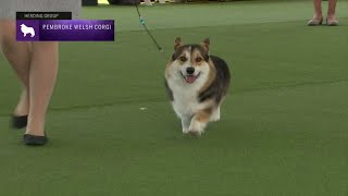 Pembroke Welsh Corgis  Breed Judging 2023 [upl. by Avle]