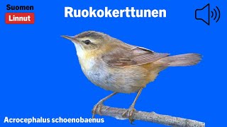 Ruokokerttunen  Acrocephalus schoenobaenus  Sedge Warbler  sävsångare  ACRSCH [upl. by Ayihsa]