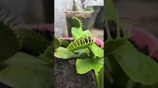 Venus flytrap carnivorous shots timelapse vft carnivorous [upl. by Keiryt433]