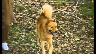 Finnish Spitz  AKC Dog Breed Series [upl. by Murvyn]