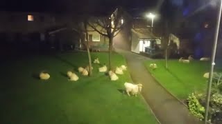 The Great Orme Goats came to visit me at home [upl. by Megdal]