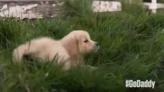 GoDaddy Puppy ad Super Bowl XLIX 2015  GoDaddys Super Bowl puppy Commercial 2015 [upl. by Aicil]