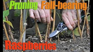 Pruning Fallbearing Raspberries  How And When To Prune a Raspberry [upl. by Carmencita920]