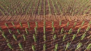 Flight over young clonal teak plantation  PROTECA Brazil [upl. by Kesia]