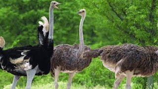 উটপাখি Ostrich Common OstrichStruthio camelus [upl. by Garap]