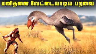 மனிதர்களை வேட்டையாடிய பயங்கர பறவைகள்  Terror Birds [upl. by Warchaw]