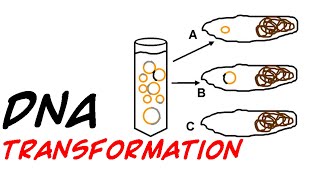 Transformation Transduction and Conjugation Horizontal Gene Transfer in Bacteria [upl. by Sialac]