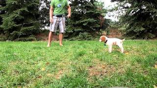 7 week old Brittany Spaniel pointing a pheasant wing [upl. by Hui]