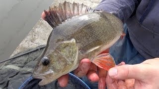 Perch Fishing Rigs Tips amp Tactics [upl. by Ssirk]