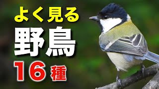 よく見る野鳥を16種類ほど詳しく解説！【初心者向け・鳴き声つき】 [upl. by Rolo]