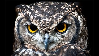 Sonido del Búho Real El Bueno  Eagle Owl Sound The Best [upl. by Anitsirc398]