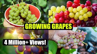 How to Grow Grapes A Complete Garden Growing Guide [upl. by Atirihs]