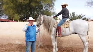 Parada de Manos o Elevada  Caballos del Colorado Parte 2 [upl. by Anitserp]