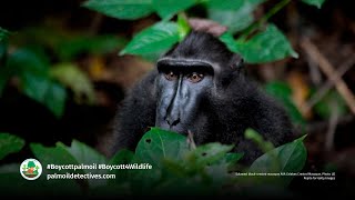 Sulawesi Crested Black Macaque Macaca nigra [upl. by Esilehc]