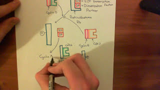 Introduction to p53 and the Response to DNA Damage Part 5 [upl. by Lein]