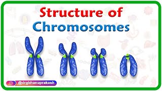 Structure of Chromosomes Chromosome morphology amp Karyotyping  USMLE Step 1 [upl. by Yehtomit681]