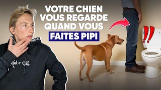 Votre Chien Vous Regarde Quand Vous Faites Pipi [upl. by Madelene212]