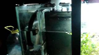 DIY Sump Refugium Setup Part 4 of 4 [upl. by Gord]