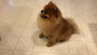 Cute but persistent Barking sounds of pomeranian puppy outdoors [upl. by Tnafni563]