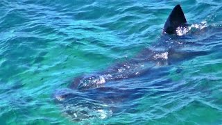 Basking Shark near Coverack in Cornwall [upl. by Cordie]