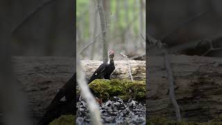 Pileated Woodpecker Tearing Up Forest Floor birds wildlife pileatedwoodpecker woodpecker [upl. by Nosraep]