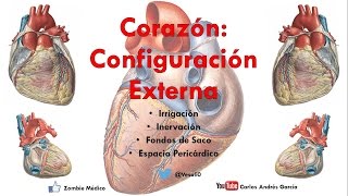 Anatomía  Configuración Externa del Corazón Caras Bordes Relaciones Área Precordial [upl. by Crabb372]