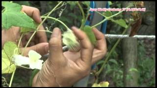 バクダンウリ Cyclanthera explodens by Japan Weekly Gardening TV [upl. by Herzig]