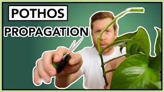 How to PROPAGATE Pothos in Water  Houseplant How to Ep 24 [upl. by Kone]